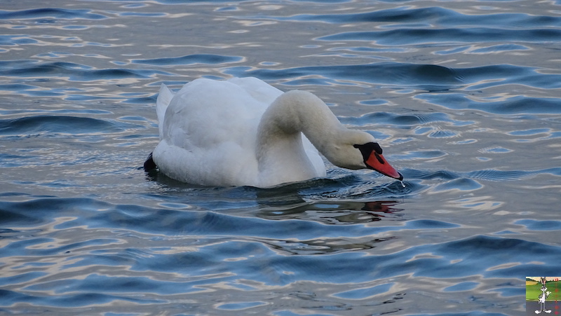 2018-12-26 : Balade aux bords du Lac Léman à Gland (VD, CH) 2018-12-26_leman_03