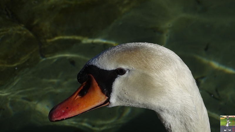 2019-02-16 : Annecy, son Lac et ses montagnes (74) 2019-02-16_annecy_12