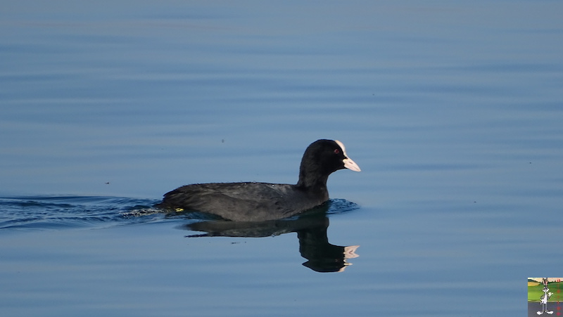 2019-03-23 : Balade printanière en Suisse (VD) 2019-03-23_balade_printaniere_21