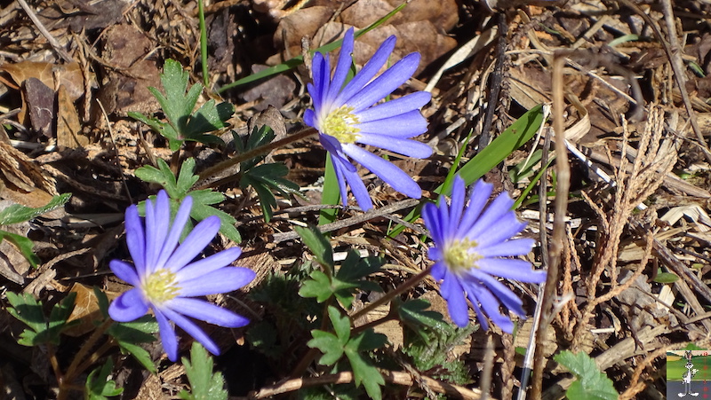 2019-03-24 : La nature reprend vie à La Mainmorte (39) 2019-03-24_nature_renait_04