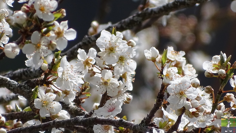 2019-04-14 : Balade entre Chaumont et Chaffardon (39) 2019-04-14_balade_02