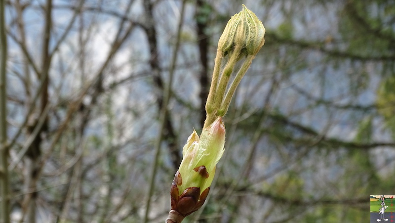 2019-04-14 : Balade entre Chaumont et Chaffardon (39) 2019-04-14_balade_07