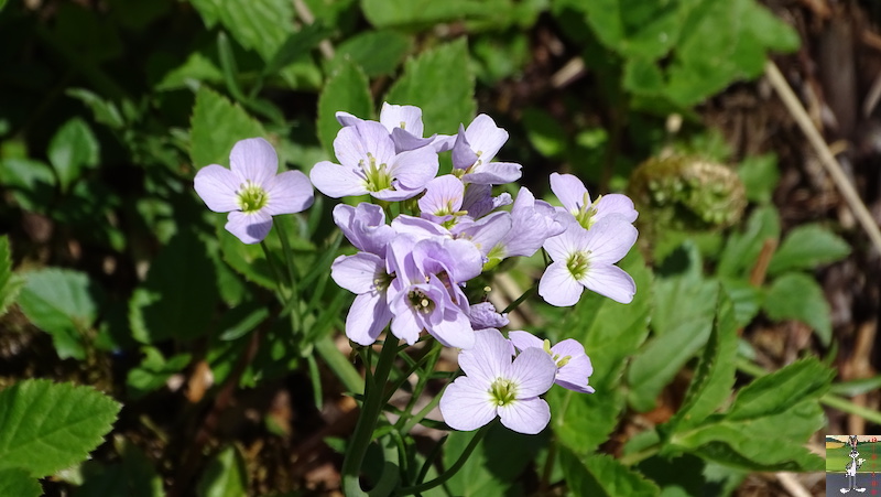 2019-05-01 : La nature en fleur à La Mainmorte (39) 2019-05-01_fleurs_02