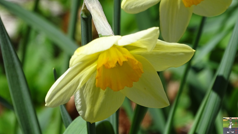 2019-05-01 : La nature en fleur à La Mainmorte (39) 2019-05-01_fleurs_03