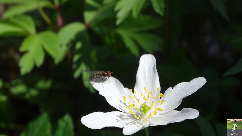 2019-05-01 : La nature en fleur à La Mainmorte (39) 2019-05-01_fleurs_04