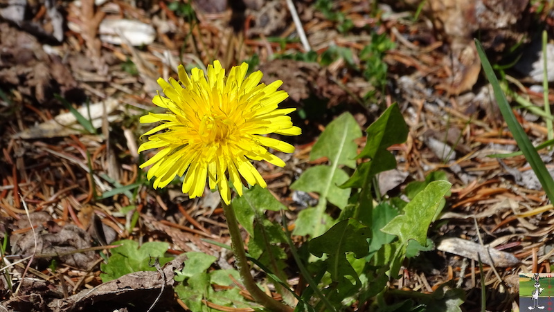 2019-05-01 : La nature en fleur à La Mainmorte (39) 2019-05-01_fleurs_05