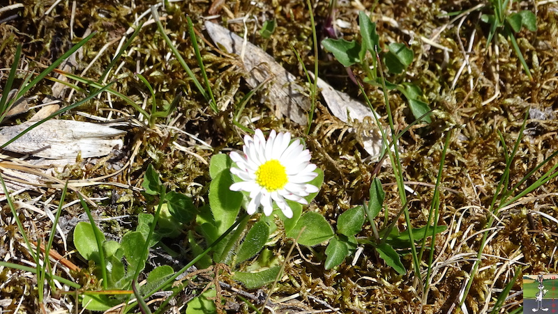 2019-05-01 : La nature en fleur à La Mainmorte (39) 2019-05-01_fleurs_07