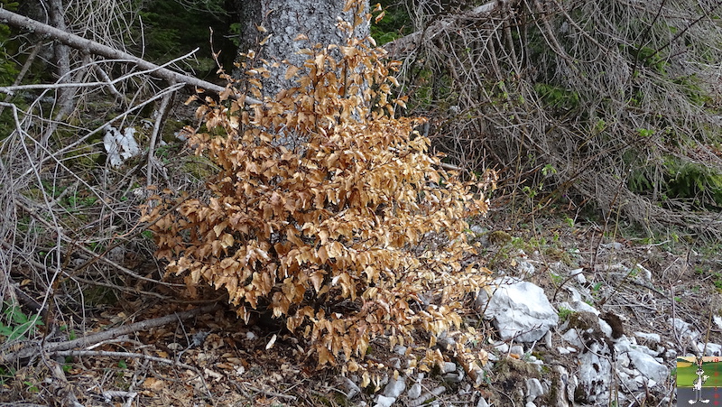 [VD - CH] : 2019-05-01 : Balade dans la forêt à La Cure 2019-05-01_la_cure_05