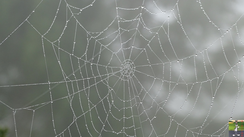 2019-05-19 : Journée automnale avec du brouillard à La Mainmorte (39) 2019-05-19_brouillard_06