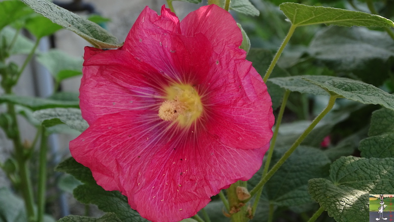 2019-08-31 : Fleurs sur la terrasse à La Mainmorte (39) 2019-08-31_fleurs_04
