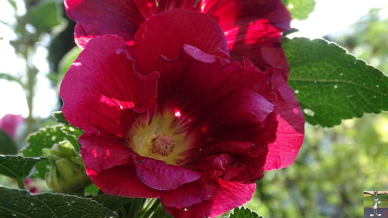 2019-08-31 : Fleurs sur la terrasse à La Mainmorte (39) 2019-08-31_fleurs_09