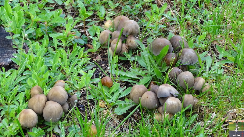 Les 4 Saisons de "Mon Jura" - Page 20 2020-05-14_champignons_pelouse_01