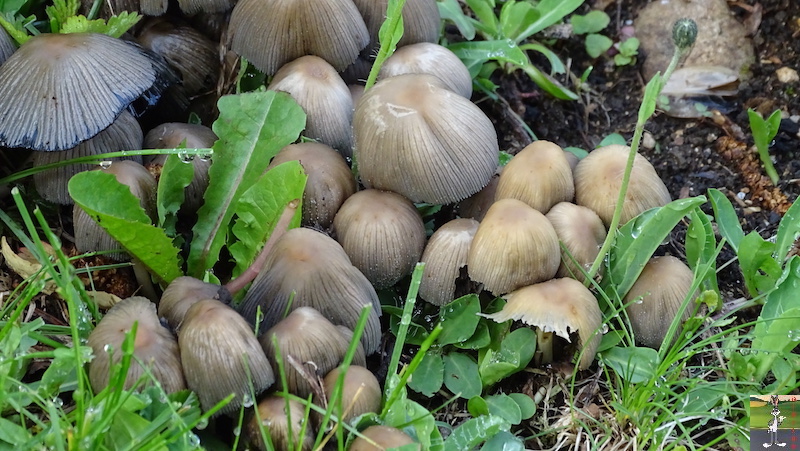 Les 4 Saisons de "Mon Jura" - Page 20 2020-05-14_champignons_pelouse_02