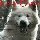 Attelages de chiens polaires - 04/02/2007 - (39) 40x40