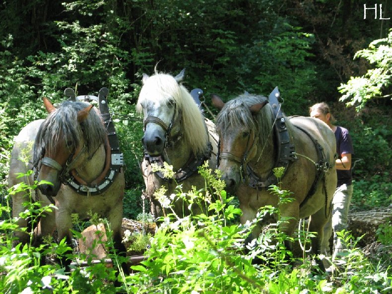 2010-07-27 : Débardage avec des chevaux - Hélène L. 0013