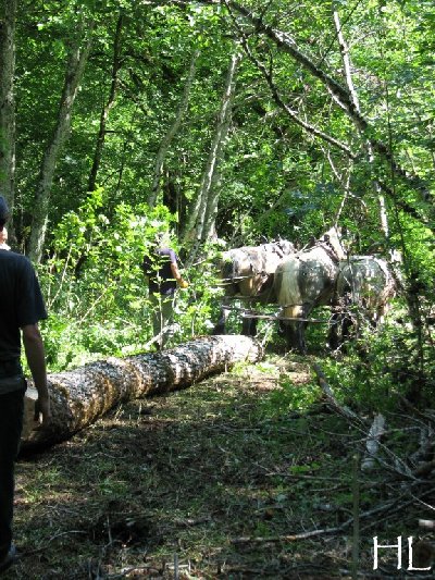 2010-07-27 : Débardage avec des chevaux - Hélène L. 0015