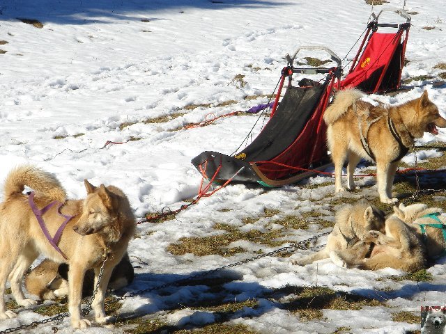 Attelages de chiens polaires - 04/02/2007 - (39) 0001