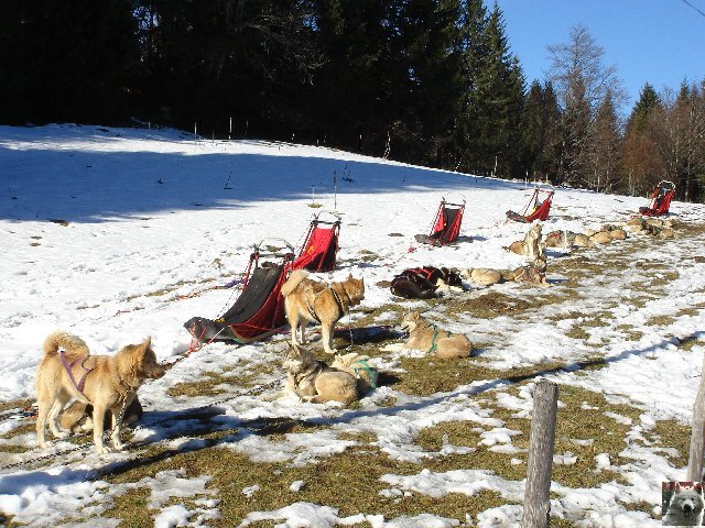 Attelages de chiens polaires - 04/02/2007 - (39) 0002