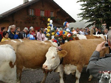 La 19 ème Désalpe de St-Cergue (VD) 0003