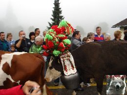 La 19 ème Désalpe de St-Cergue (VD) 0020