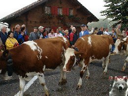 La 19 ème Désalpe de St-Cergue (VD) 0058