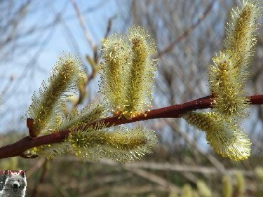 Fleurs de nos champs 0015