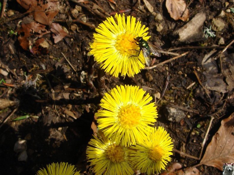 Fleurs de nos champs 0026