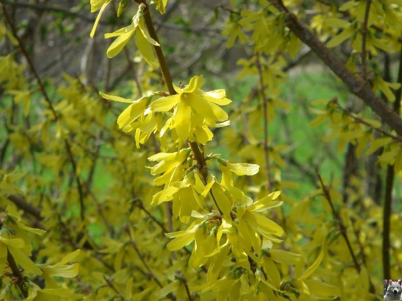 Fleurs de nos champs 0034