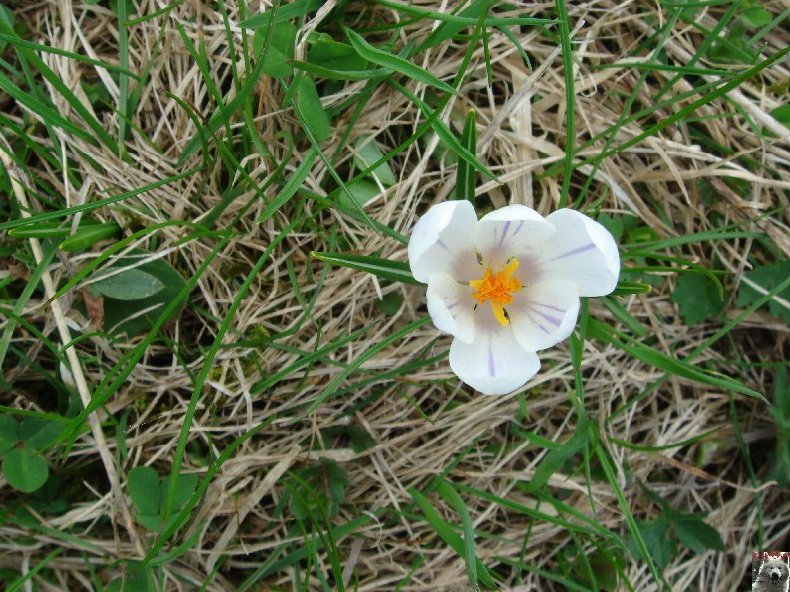 Fleurs de nos champs 0037