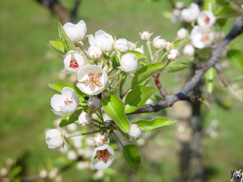 Fleurs de nos champs 0049