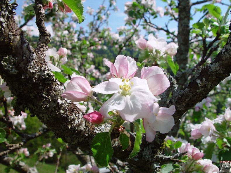 Fleurs de nos champs 0057