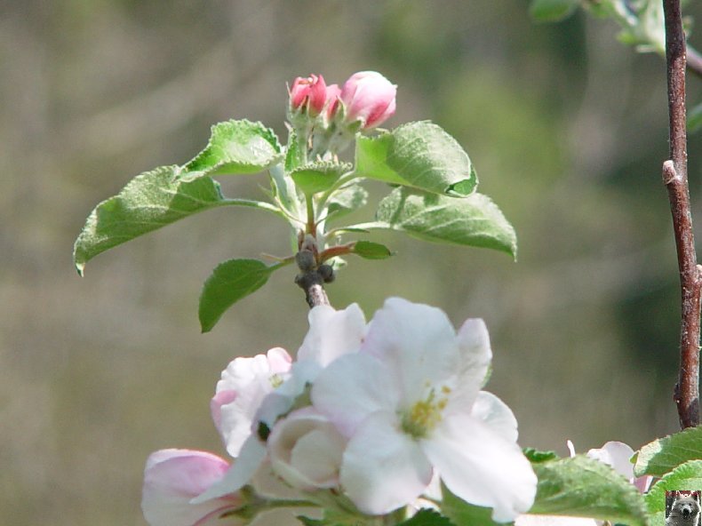 Fleurs de nos champs 0060