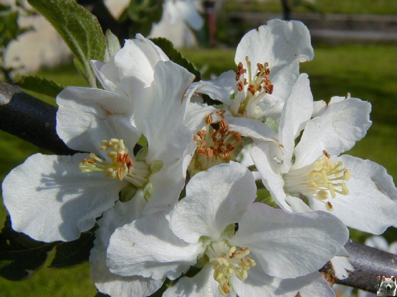 Fleurs de nos champs 0062