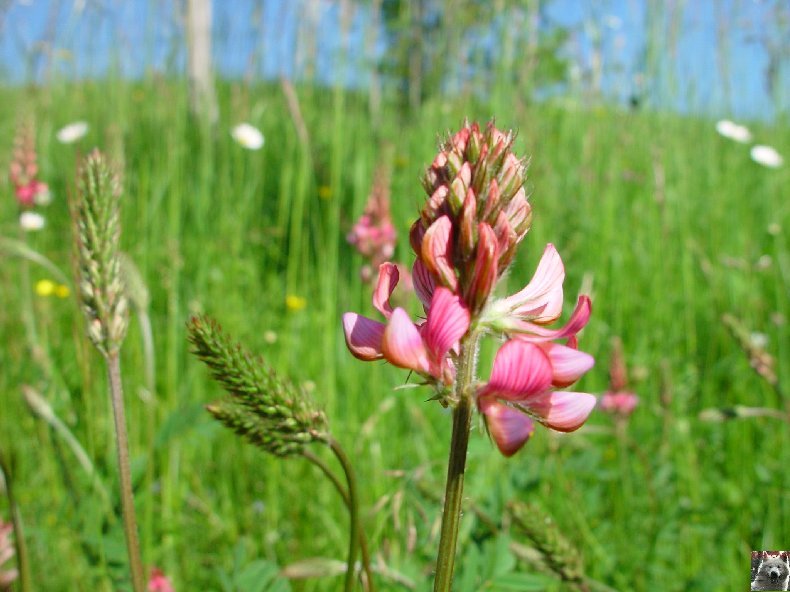 Fleurs de nos champs 0069