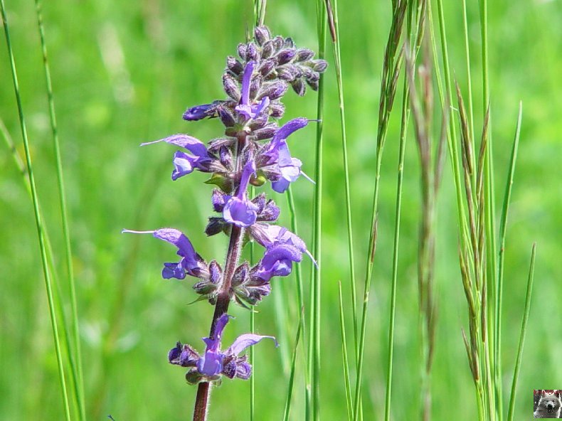 Fleurs de nos champs 0075