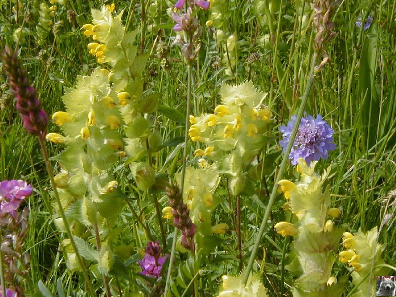 Fleurs de nos champs 0081