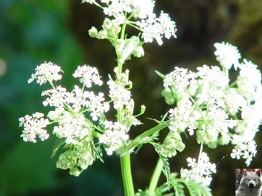 Fleurs de nos champs 0086