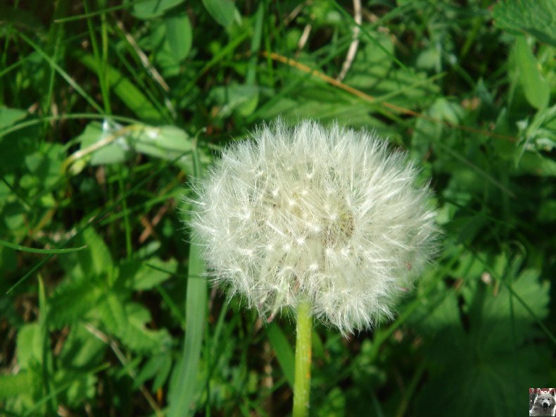 Fleurs de nos champs 0099