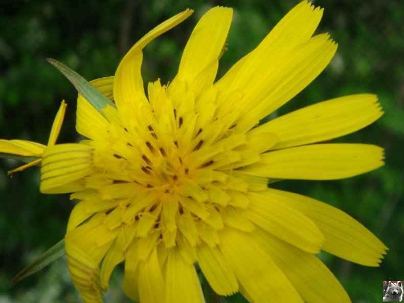 Fleurs de nos champs 0107