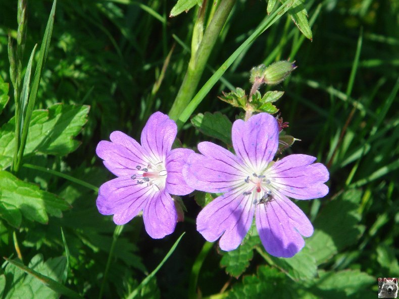 Fleurs de nos champs 0108