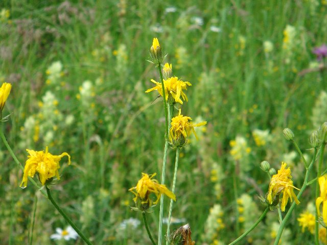 Fleurs de nos champs 0116