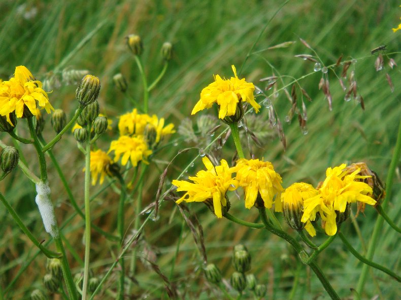 Fleurs de nos champs 0120