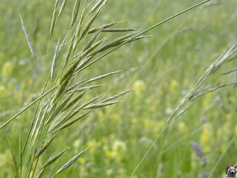 Fleurs de nos champs 0125