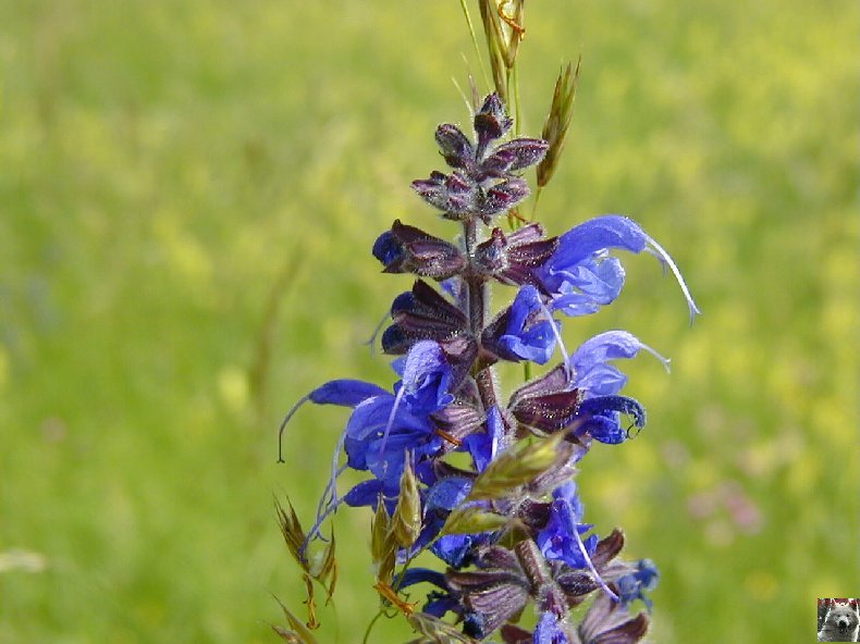 Fleurs de nos champs 0127