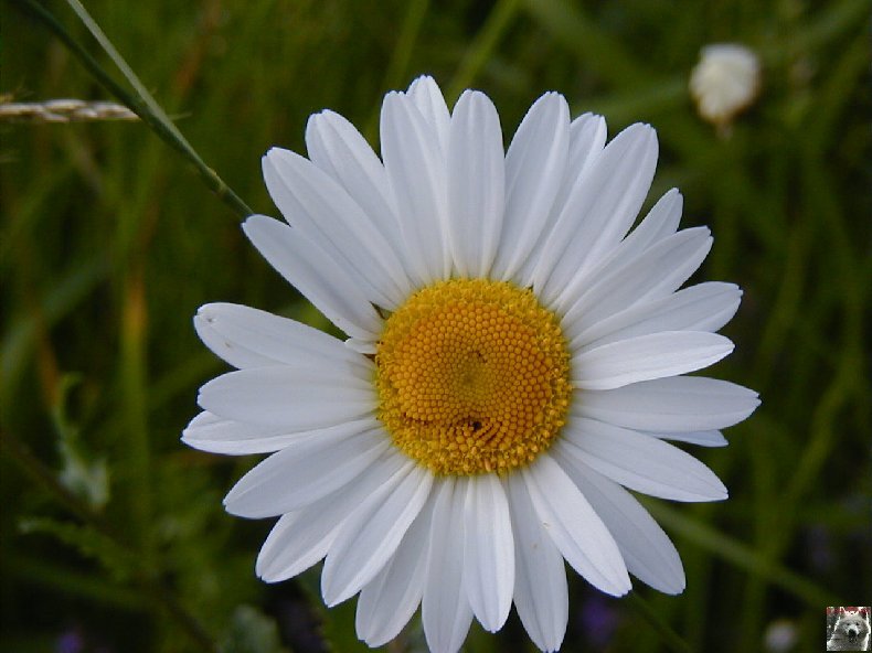 Fleurs de nos champs 0128