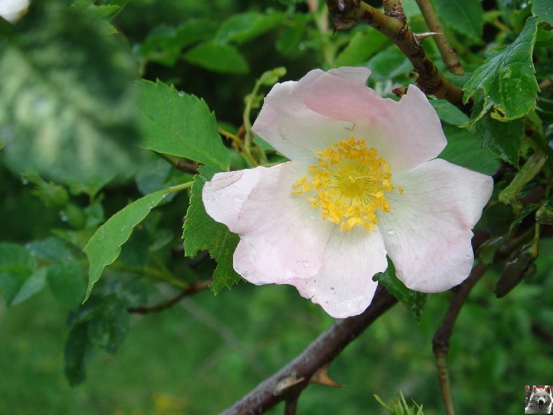 Fleurs de nos champs 0130