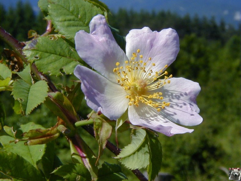 Fleurs de nos champs 0131a