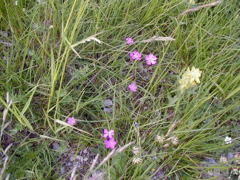 Fleurs de nos champs 0132