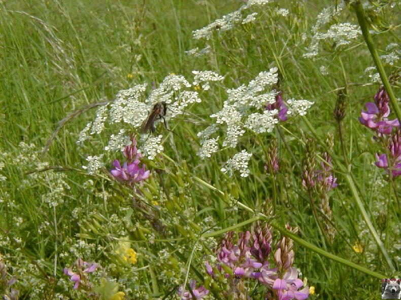 Fleurs de nos champs 0134