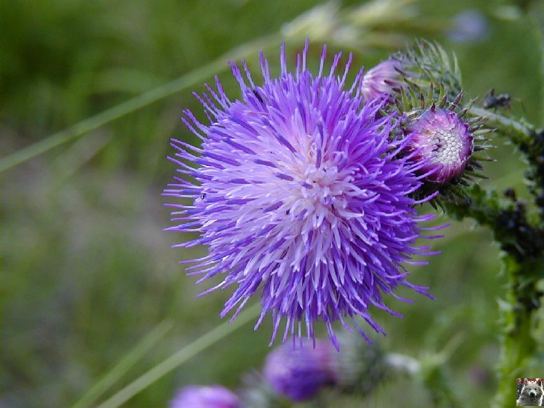 Fleurs de nos champs 0137